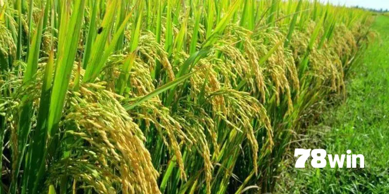 Cách chăm sóc gà chọi trước khi đá đúng đắn mà bạn nên biết 6 Lúa là thức ăn chính trong chế độ dinh dưỡng