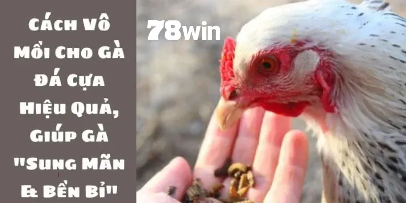 Cách Vô Mồi Cho Gà Đá Cựa Sắt Tăng Sức Mạnh Chiến Đấu 6 Tổng hợp cách vô mồi cho gà đá cựa sắt chính xác